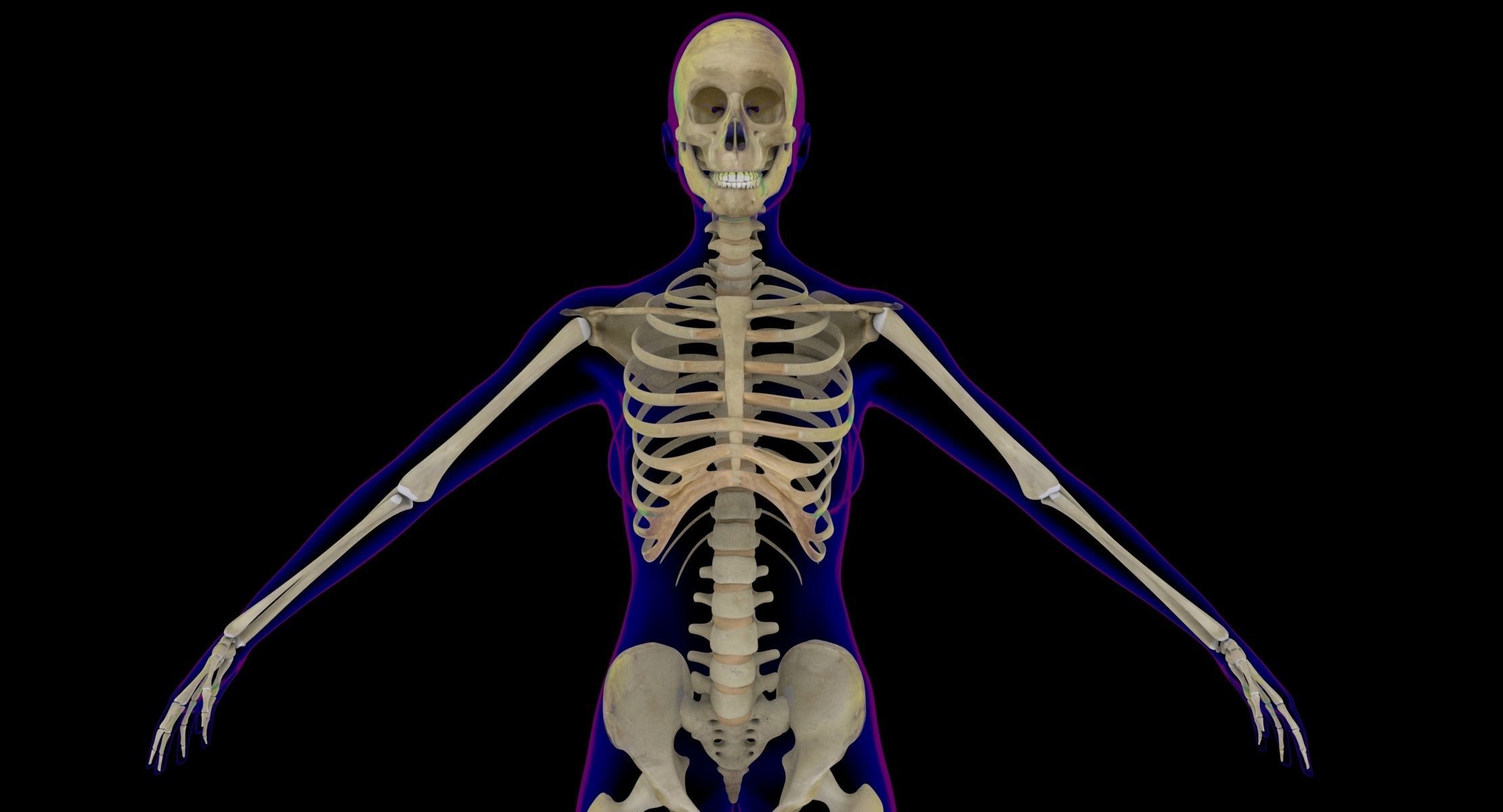 Full Male And Female Body X-Ray 3D model_17