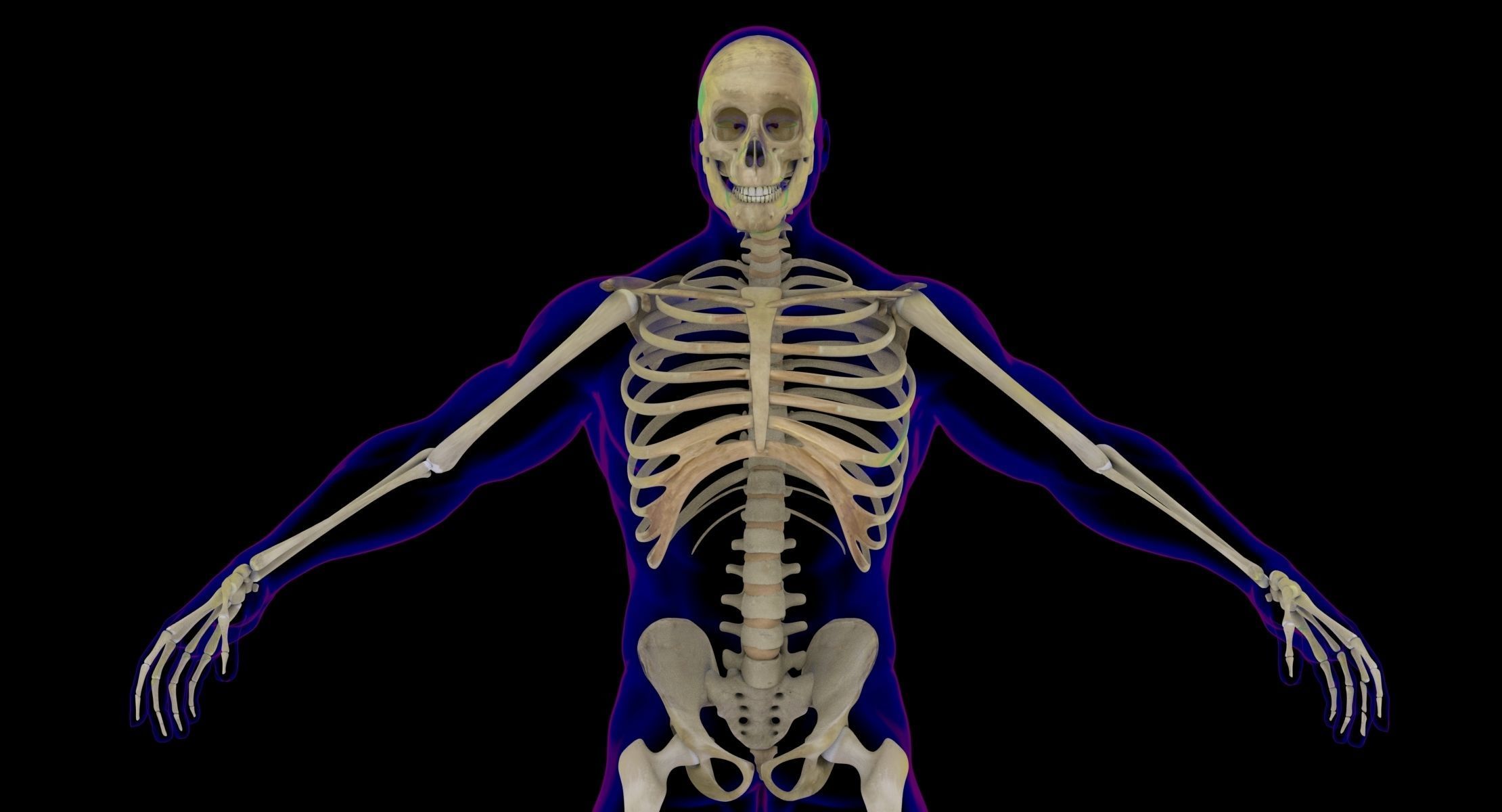 Full Male And Female Body X-Ray 3D model_23