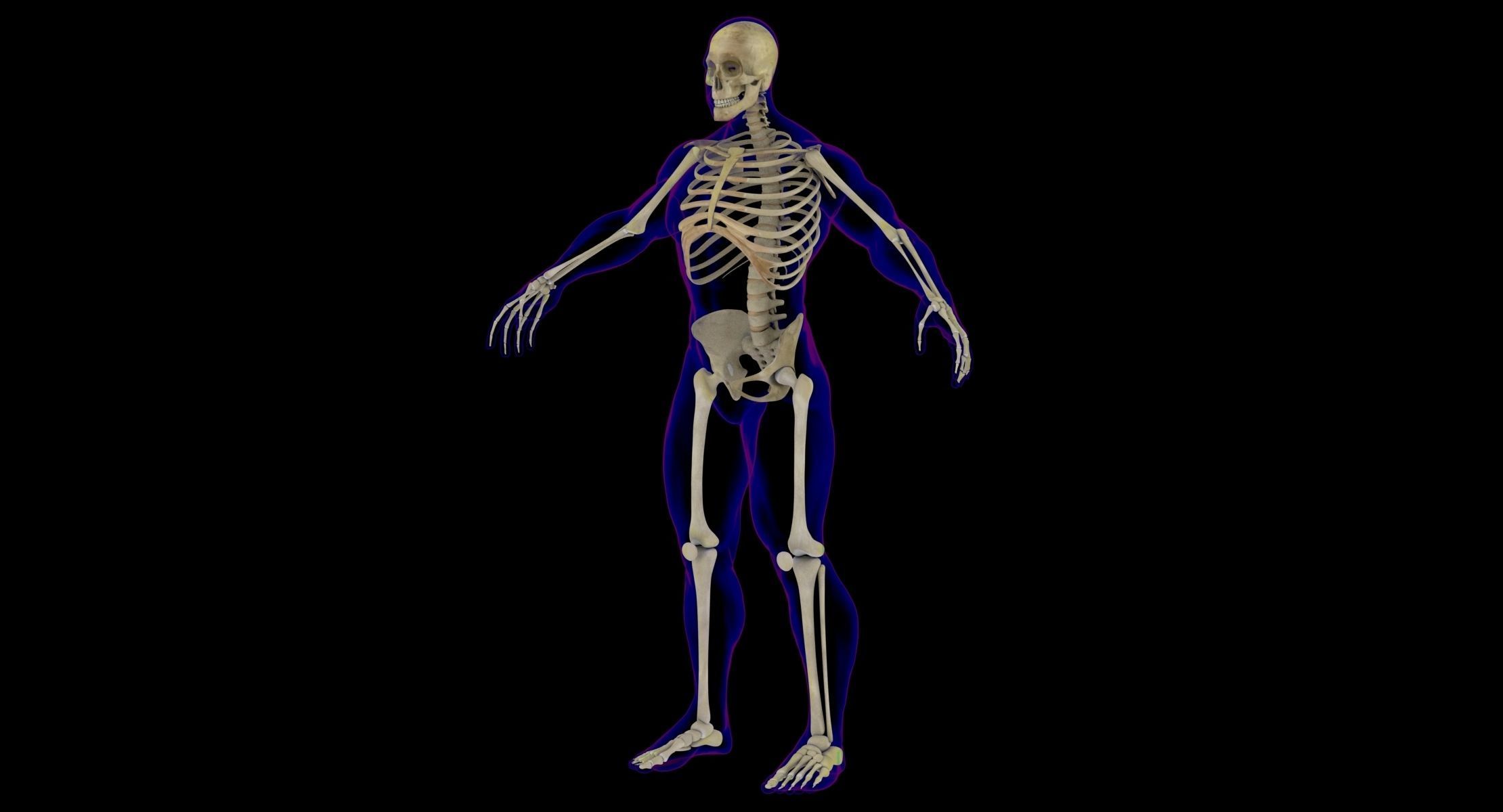 Full Male And Female Body X-Ray 3D model_21