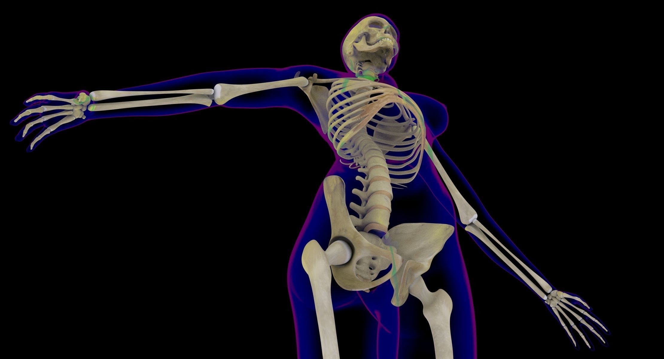 Full Male And Female Body X-Ray 3D model_16