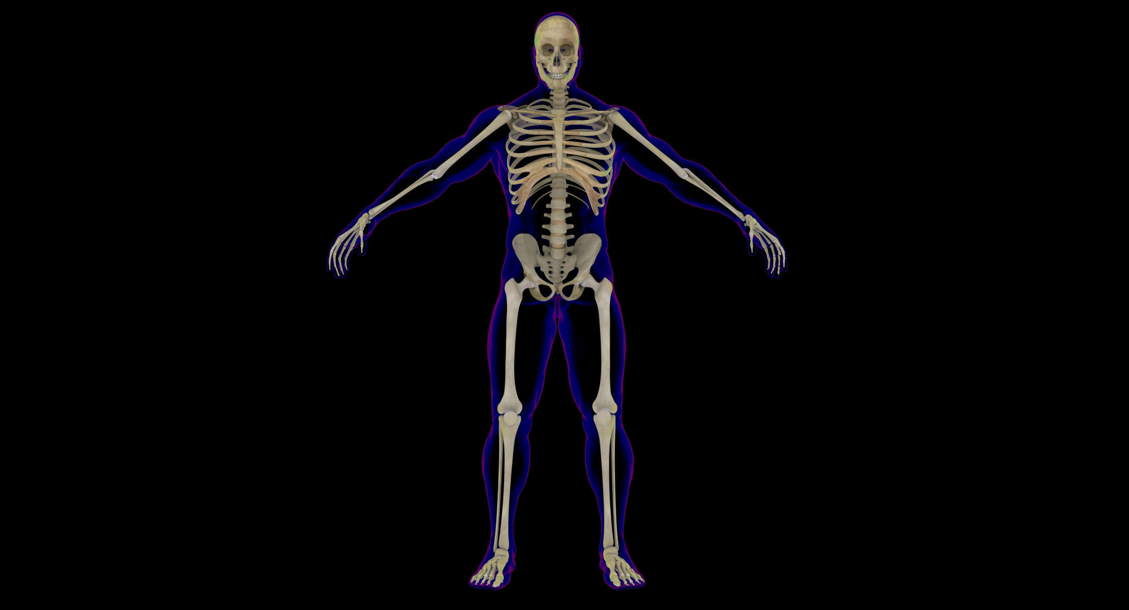 Full Male And Female Body X-Ray 3D model_20