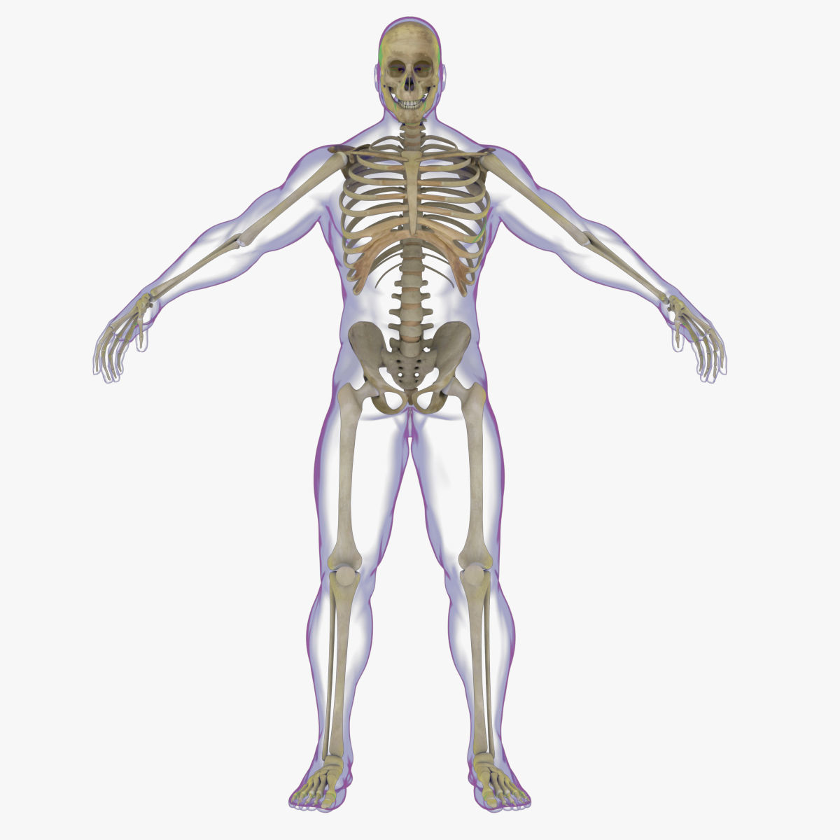 Full Male And Female Body X-Ray 3D model_12
