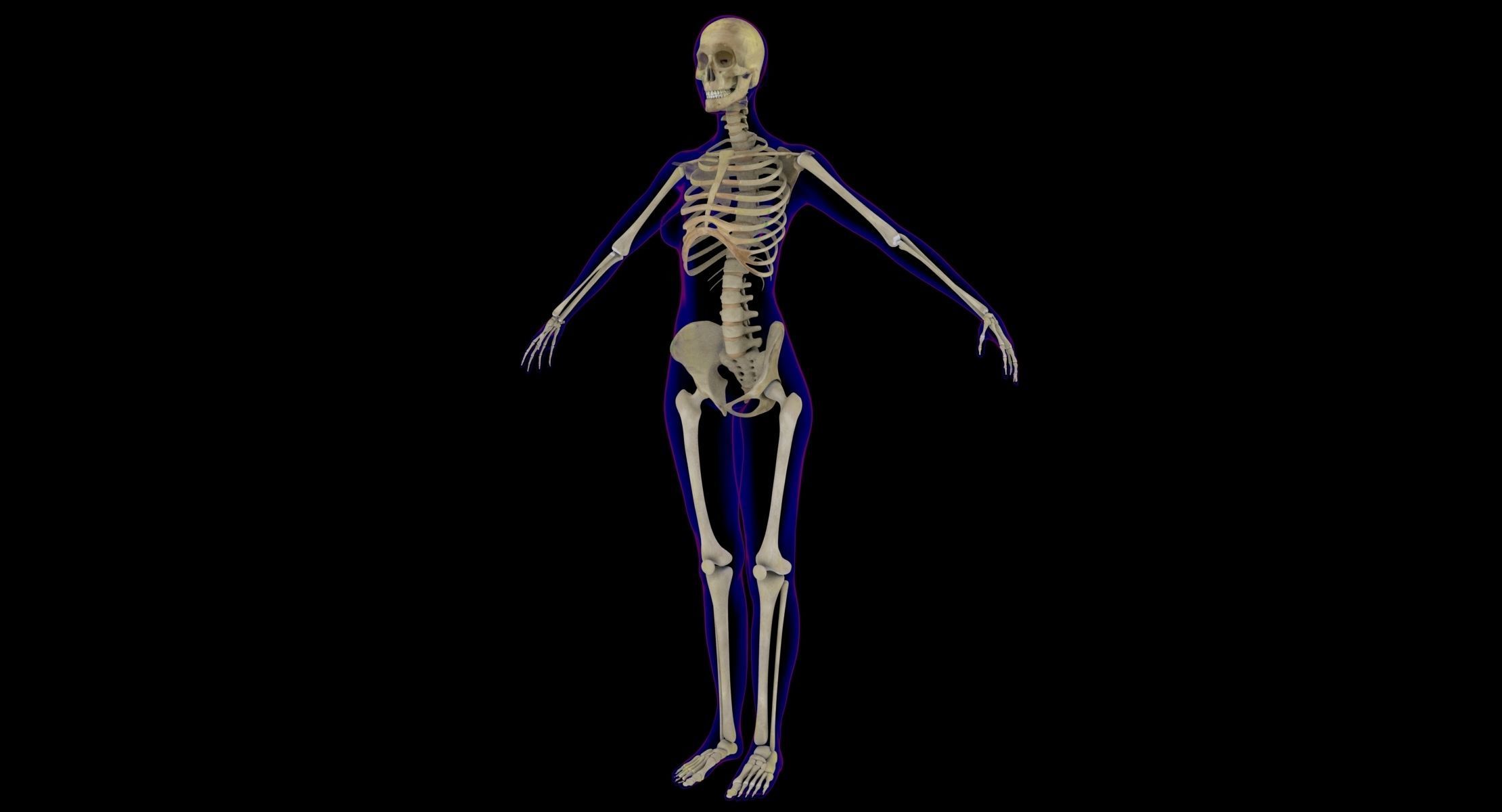 Full Male And Female Body X-Ray 3D model_15