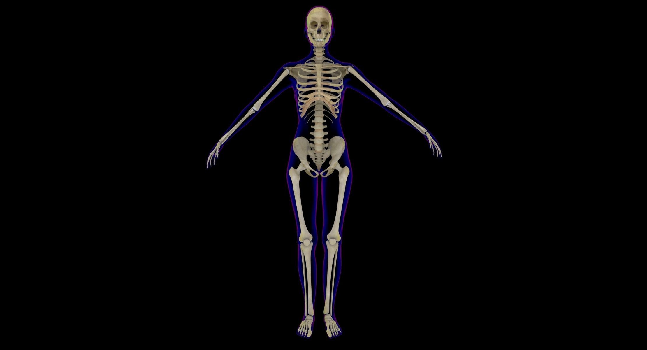 Full Male And Female Body X-Ray 3D model_13