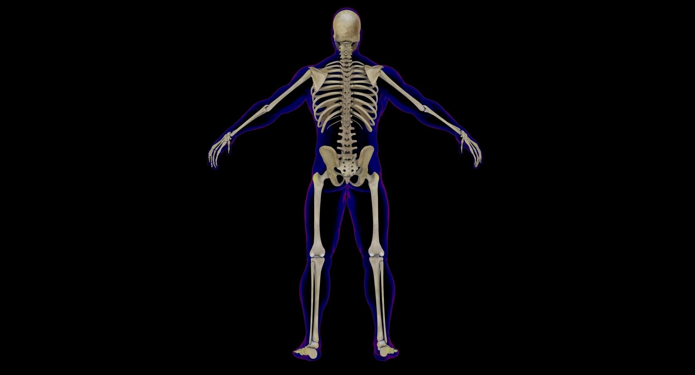 Full Male And Female Body X-Ray 3D model_19