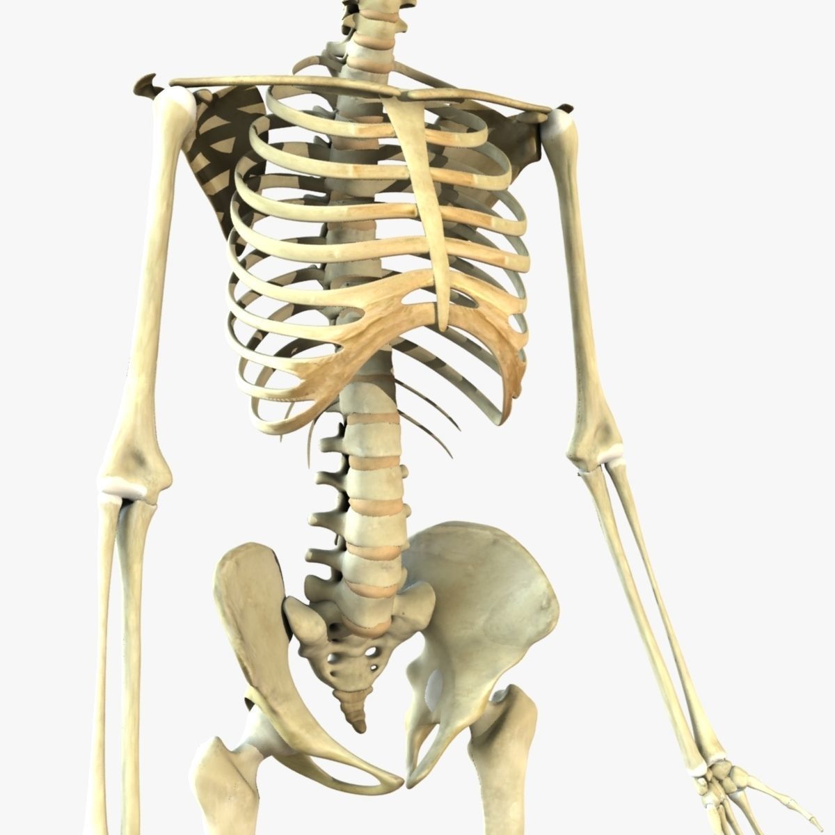Full Male And Female Body X-Ray 3D model_27