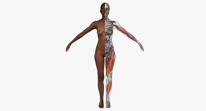 Ultimate Complete African American Anatomy 3D model