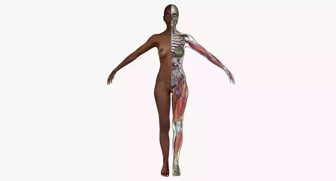 Ultimate Complete African American Anatomy 3D model