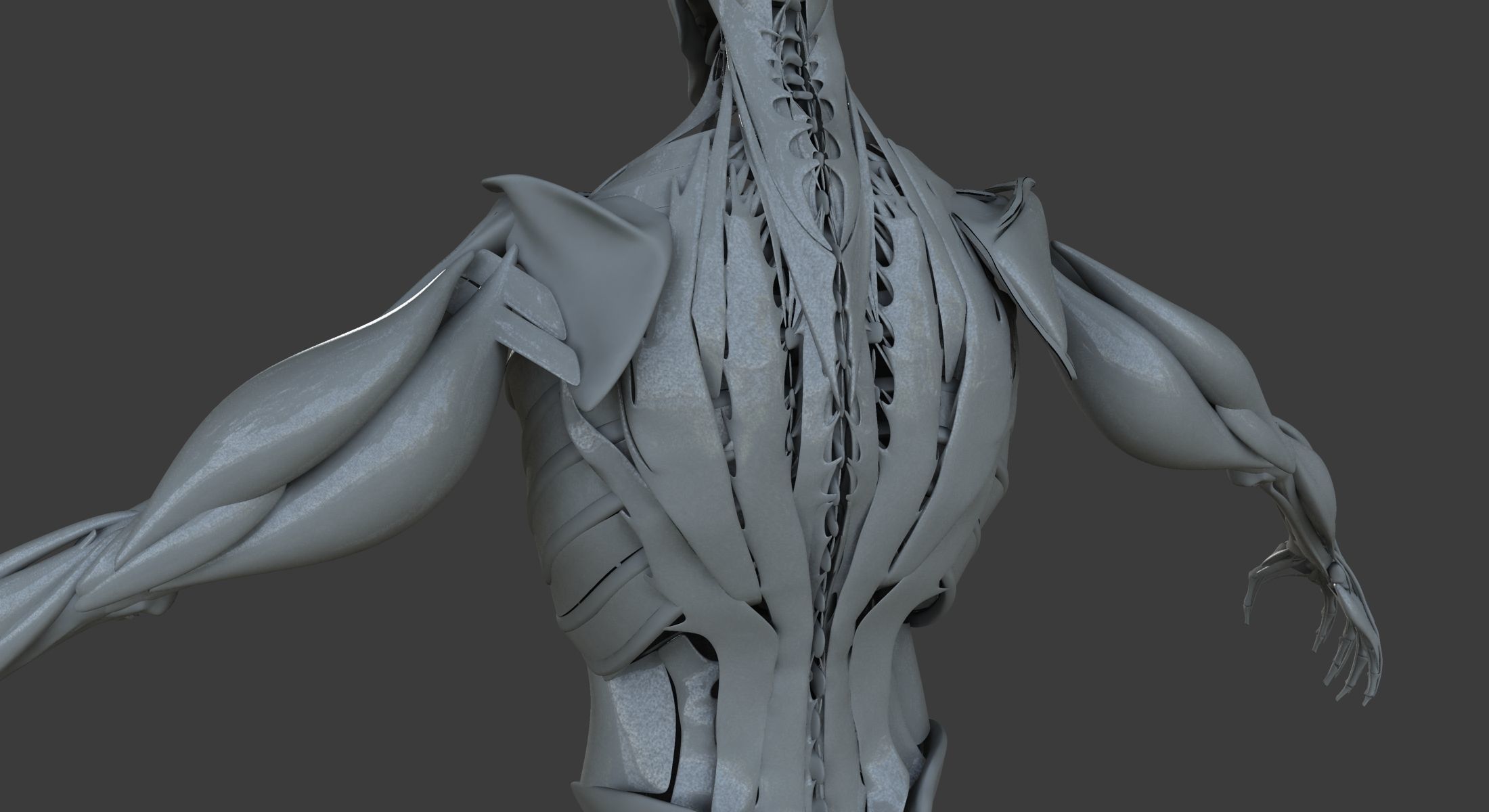 Male and Female Ultimate Anatomy Project 3D model_34