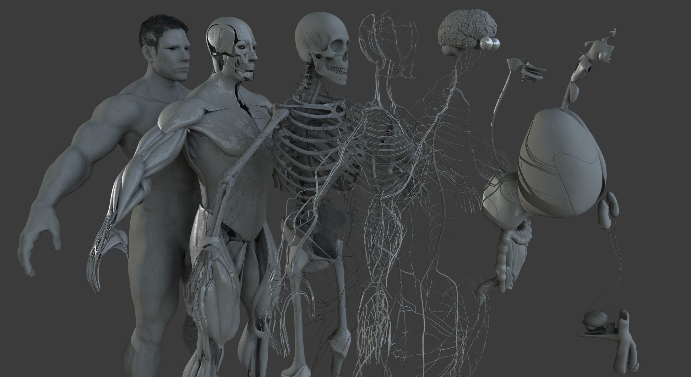 Male and Female Ultimate Anatomy Project 3D model_4