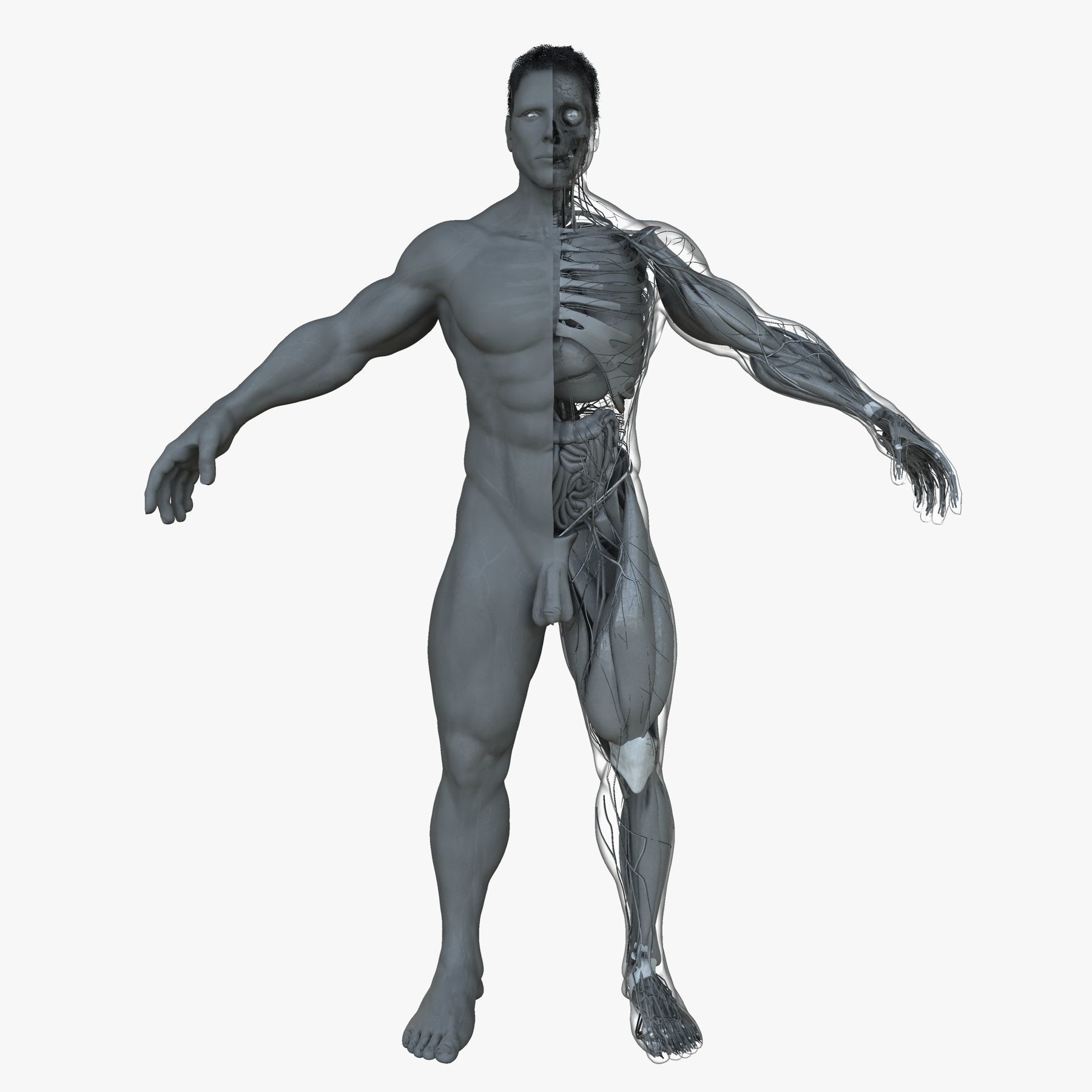 Male and Female Ultimate Anatomy Project 3D model_2