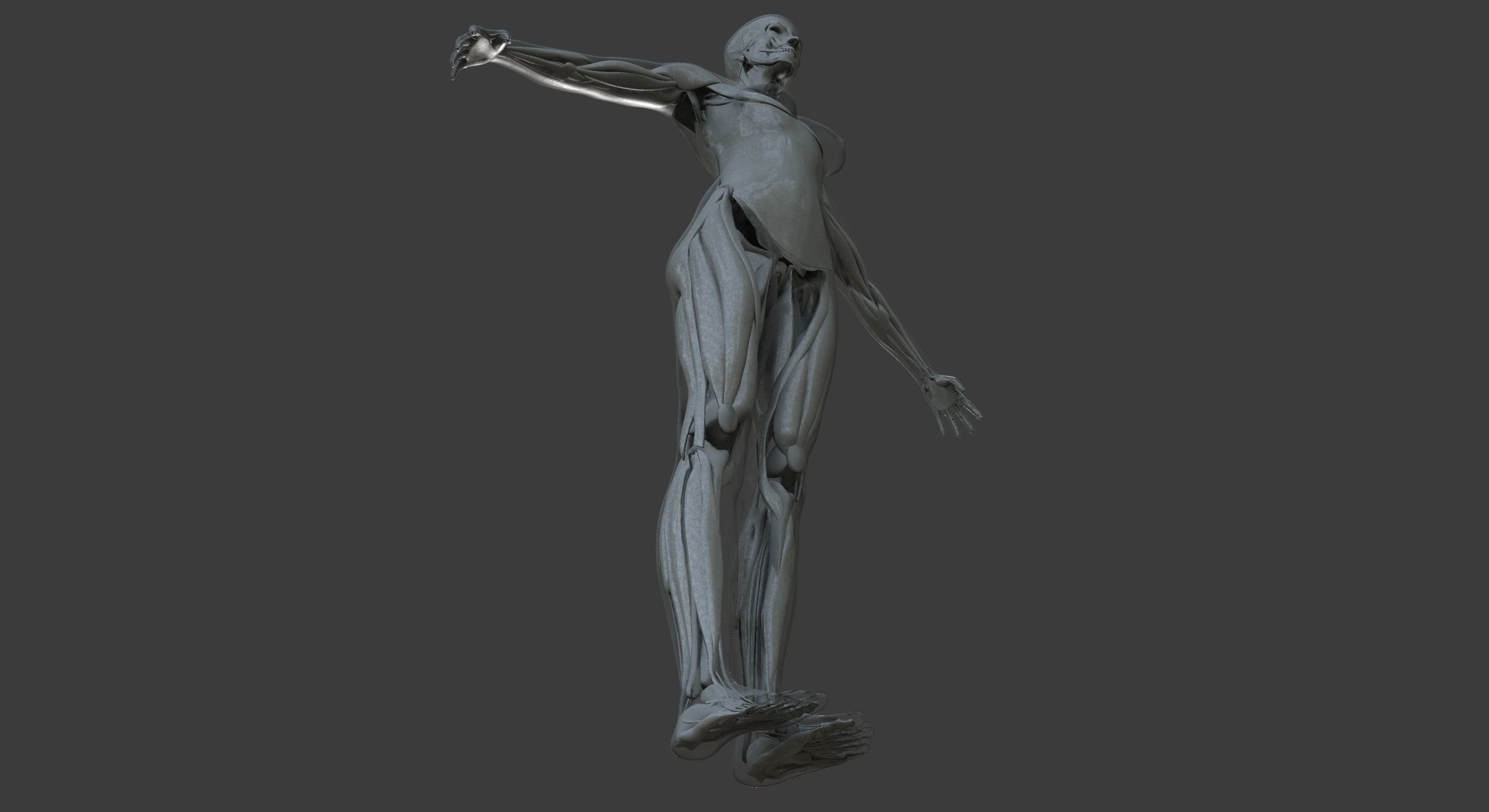 Male and Female Ultimate Anatomy Project 3D model_26