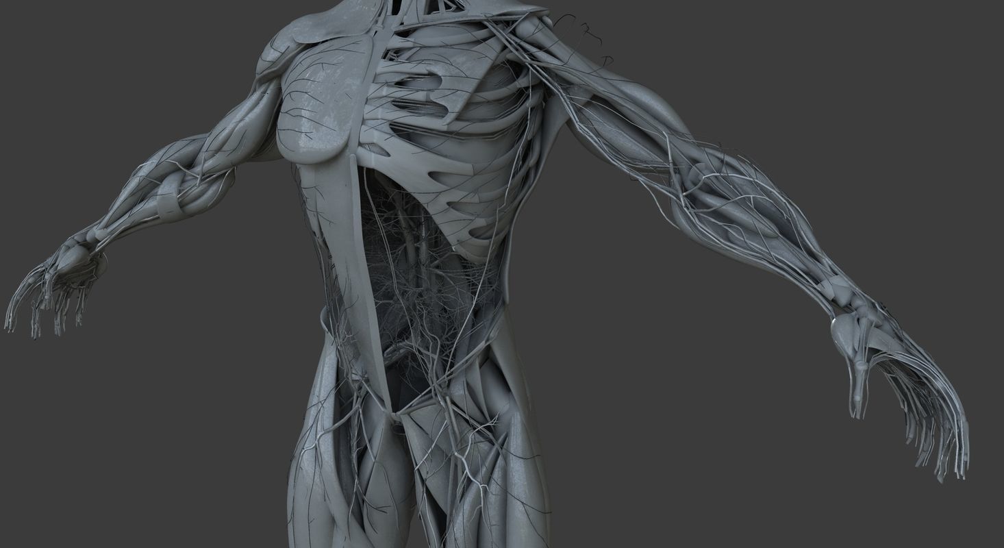 Male and Female Ultimate Anatomy Project 3D model_39