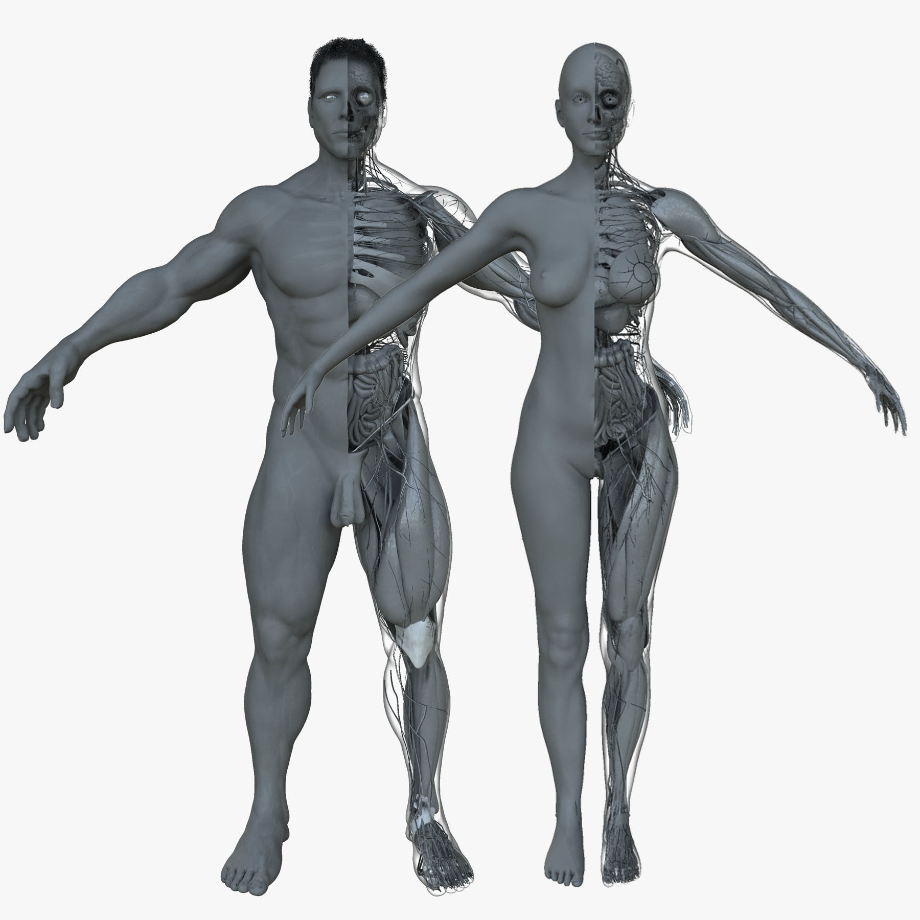 Male and Female Ultimate Anatomy Project 3D model_1