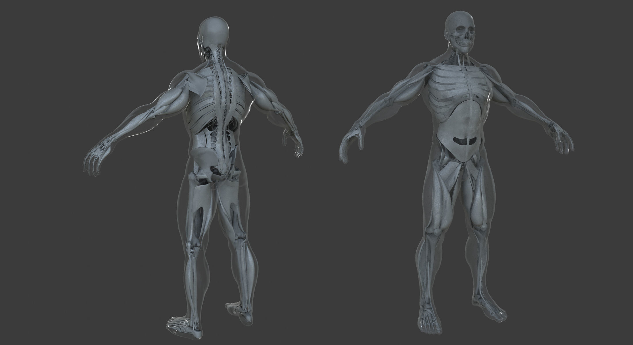 Male and Female Ultimate Anatomy Project 3D model_10