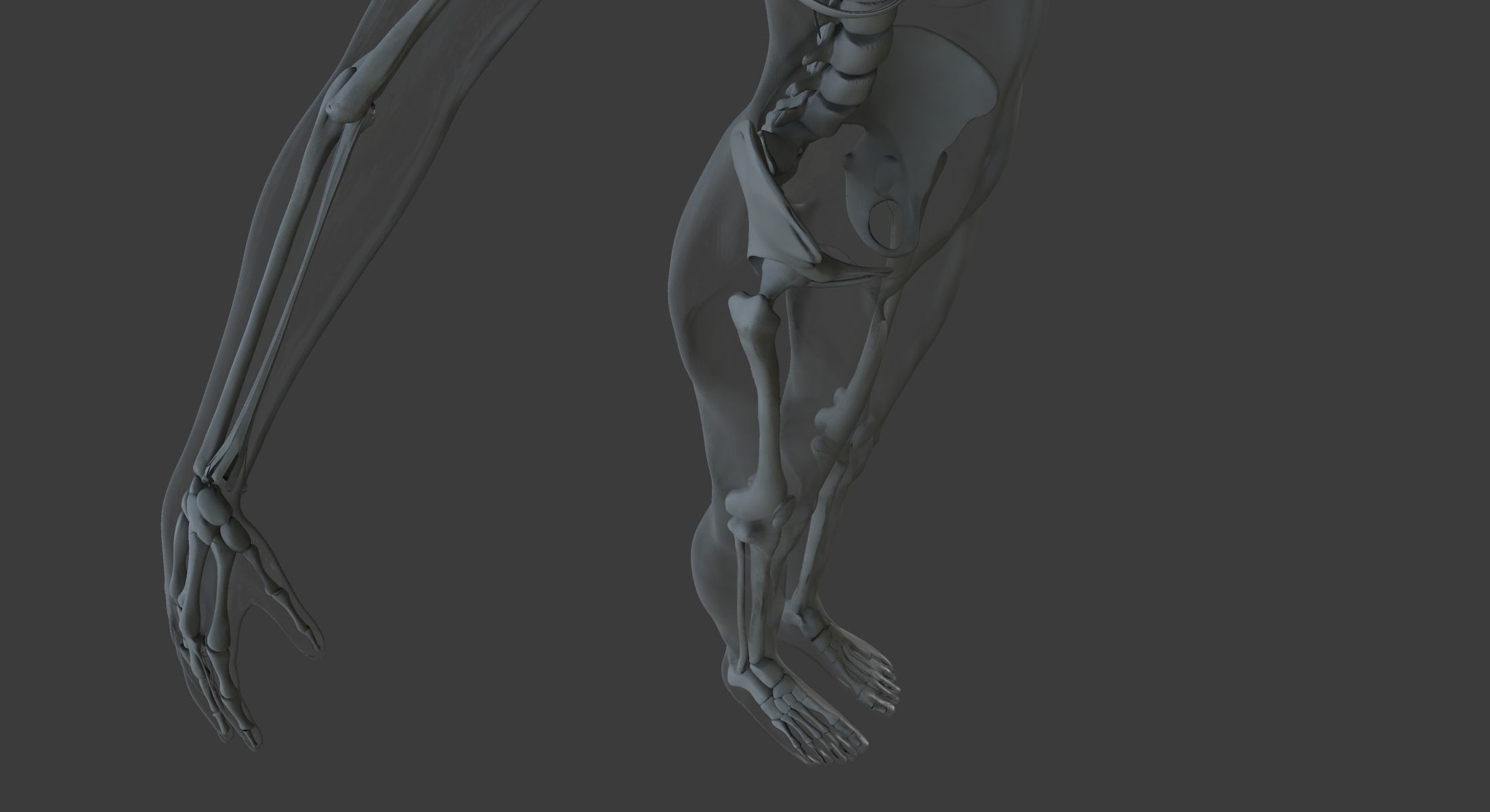 Male and Female Ultimate Anatomy Project 3D model_45