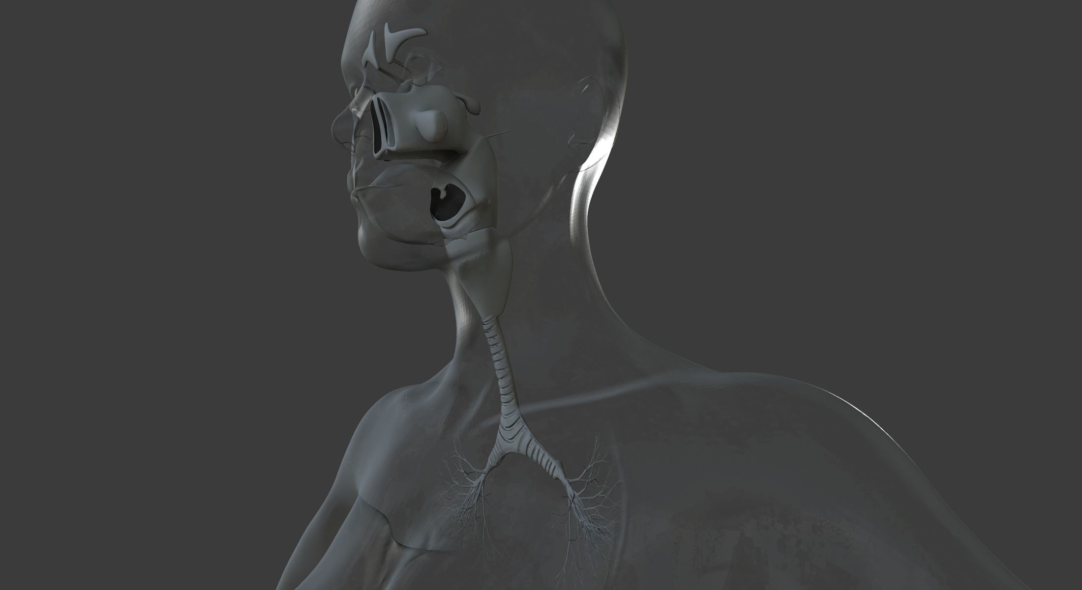 Male and Female Ultimate Anatomy Project 3D model_44