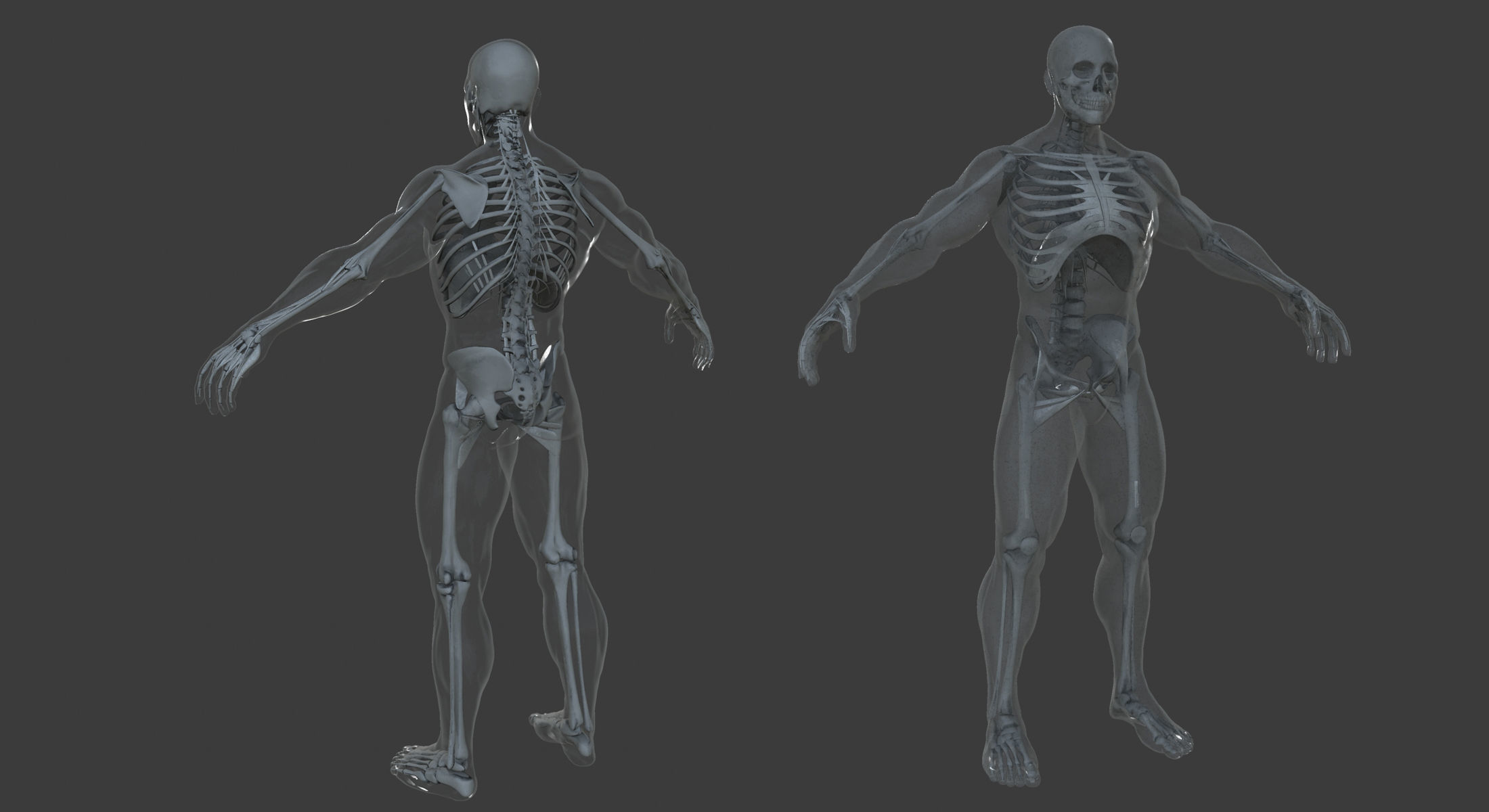 Male and Female Ultimate Anatomy Project 3D model_12