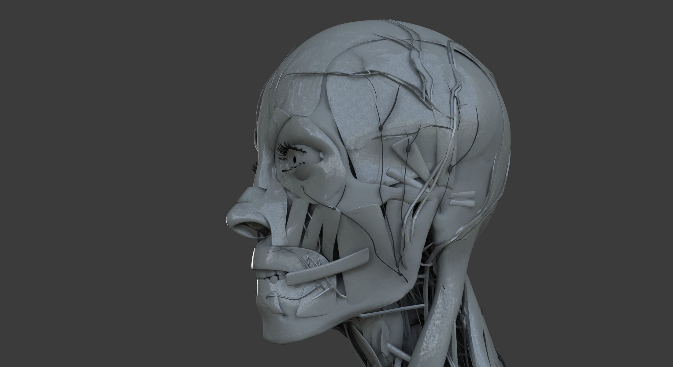 Male and Female Ultimate Anatomy Project 3D model_18