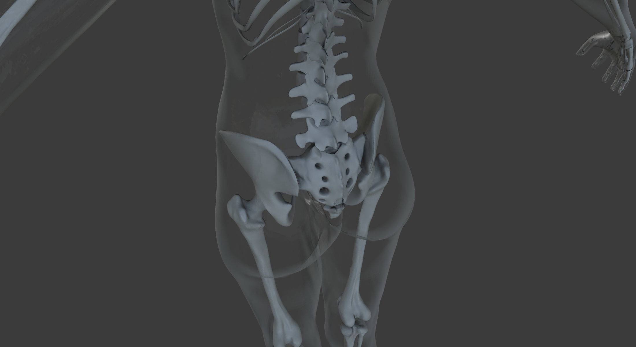 Male and Female Ultimate Anatomy Project 3D model_21