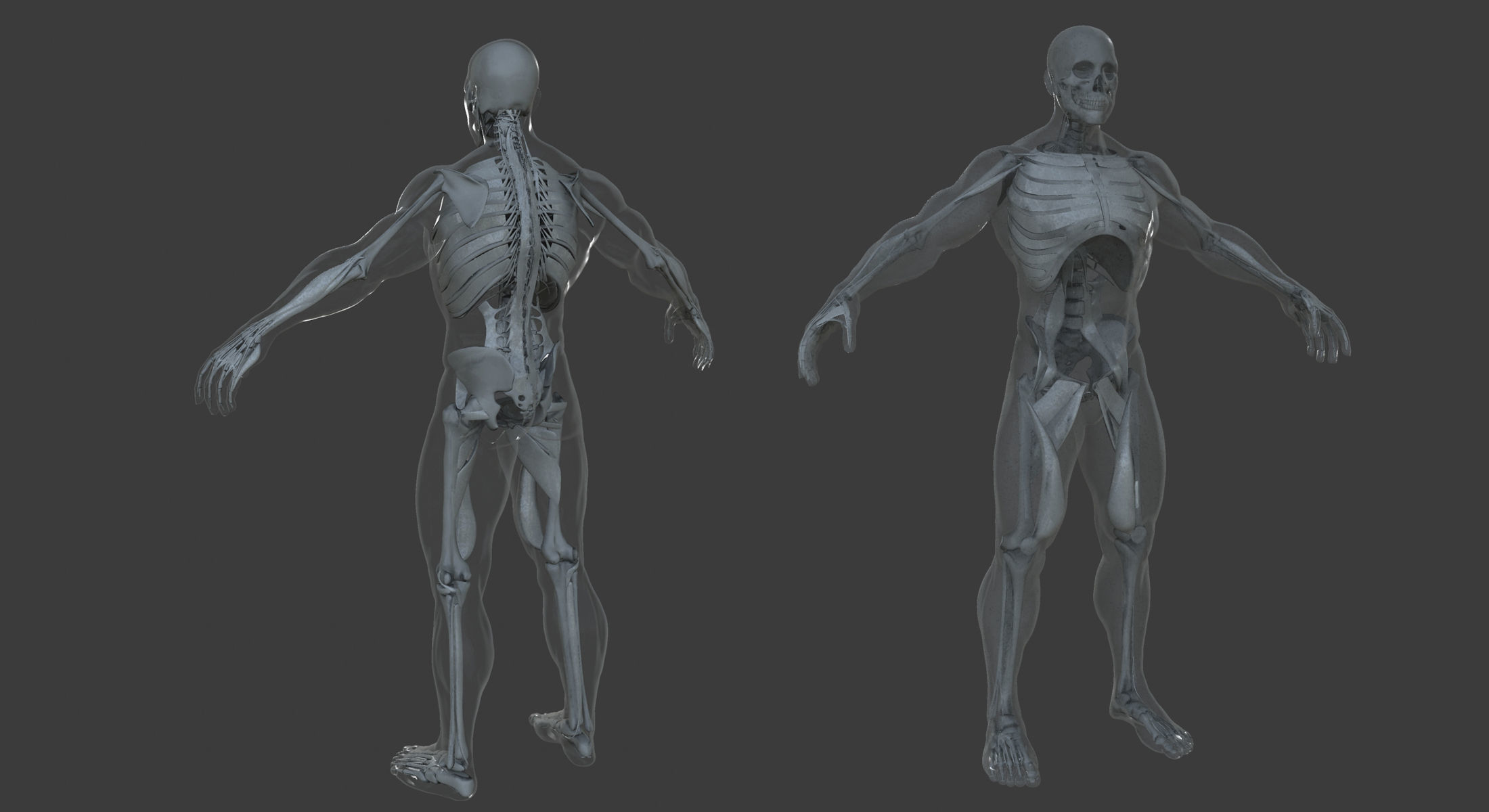 Male and Female Ultimate Anatomy Project 3D model_11