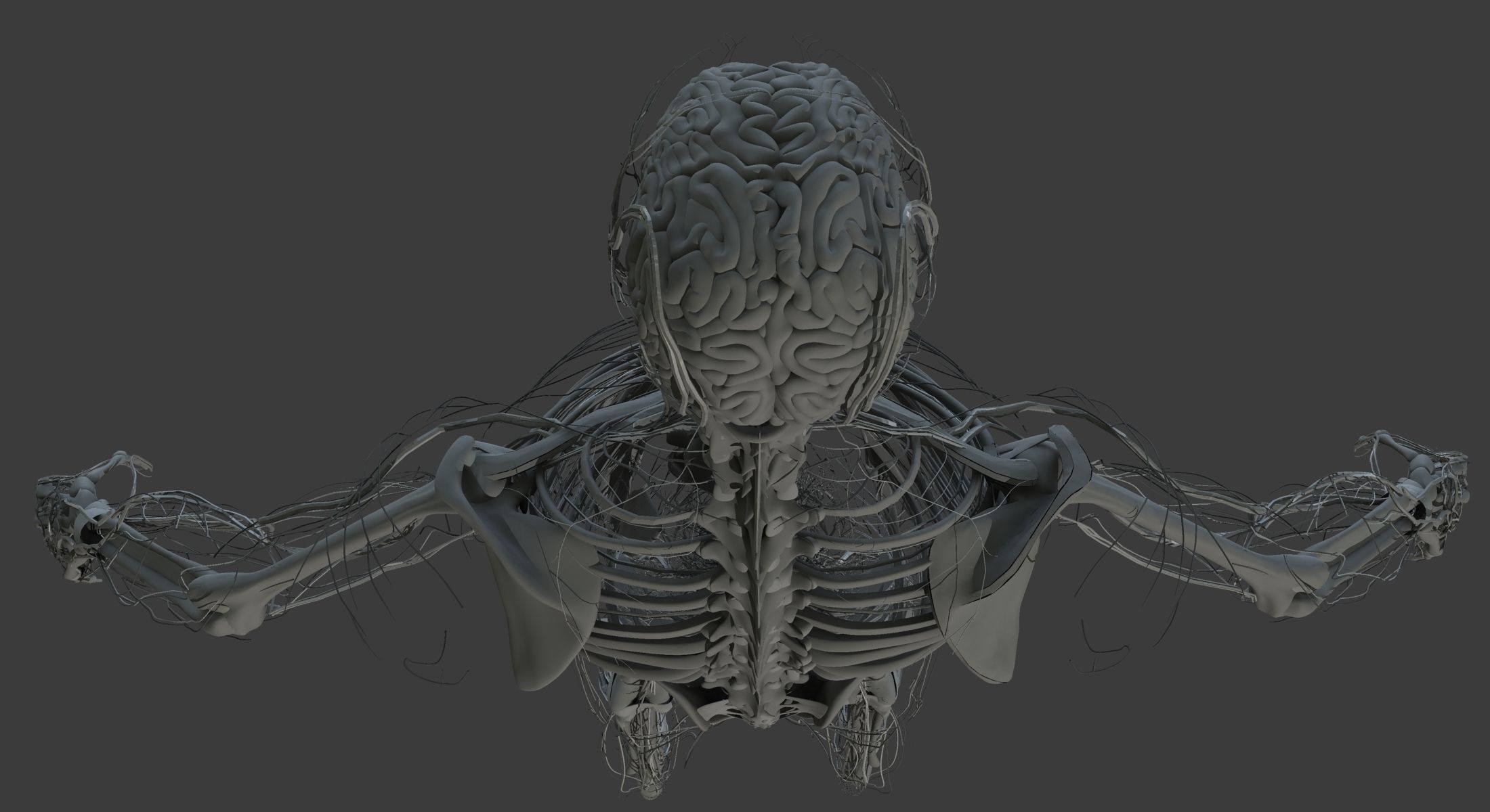 Male and Female Ultimate Anatomy Project 3D model_40