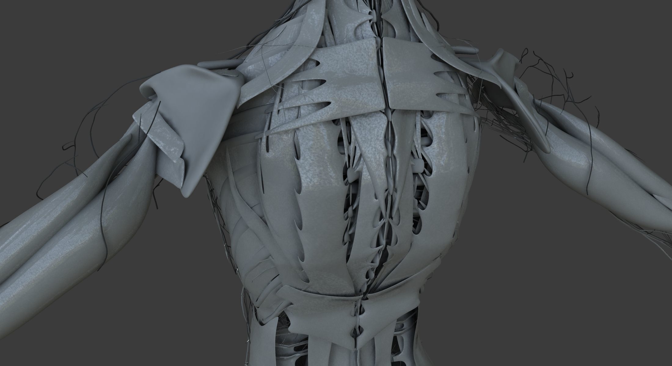 Male and Female Ultimate Anatomy Project 3D model_47