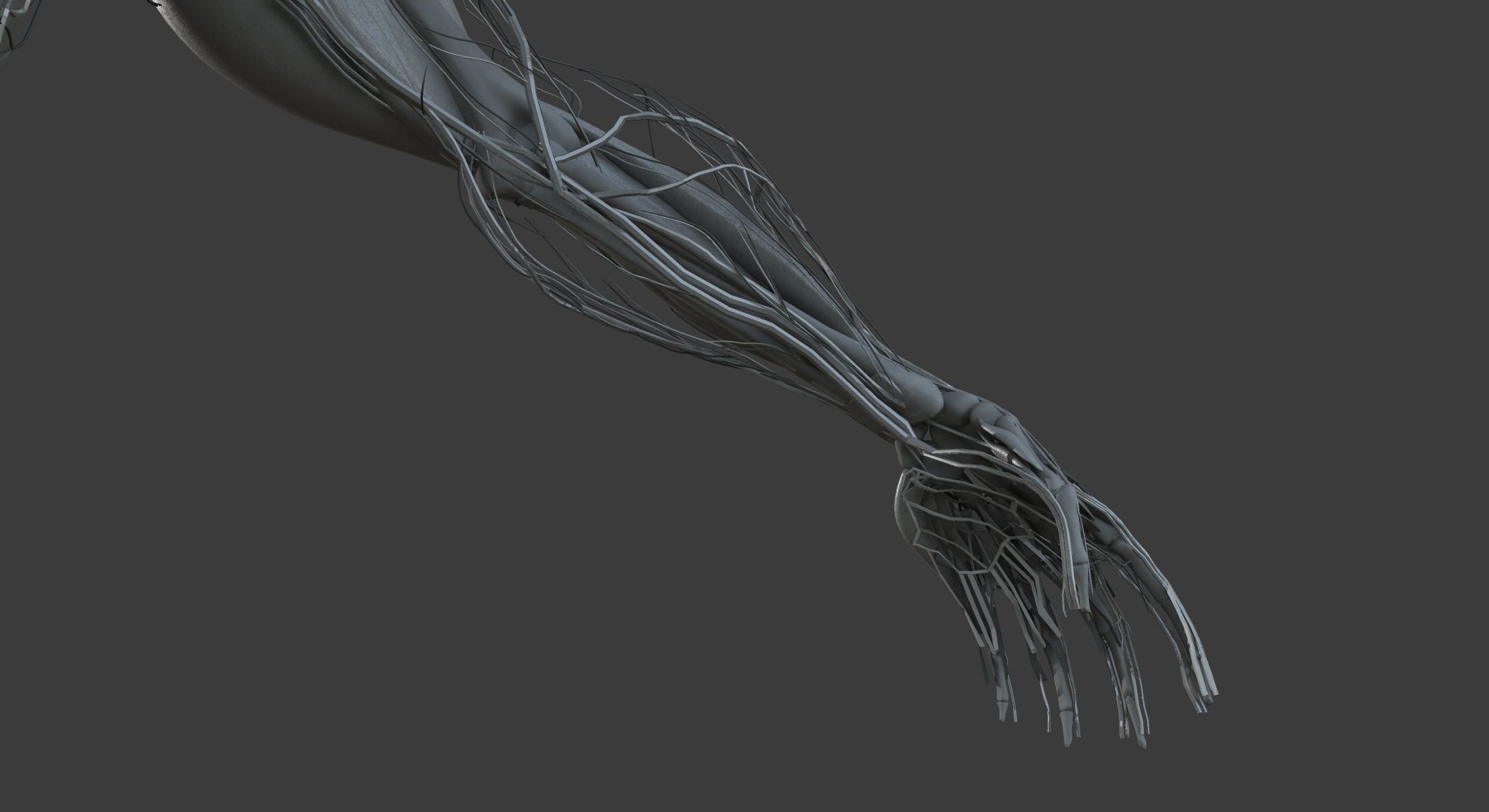 Male and Female Ultimate Anatomy Project 3D model_32