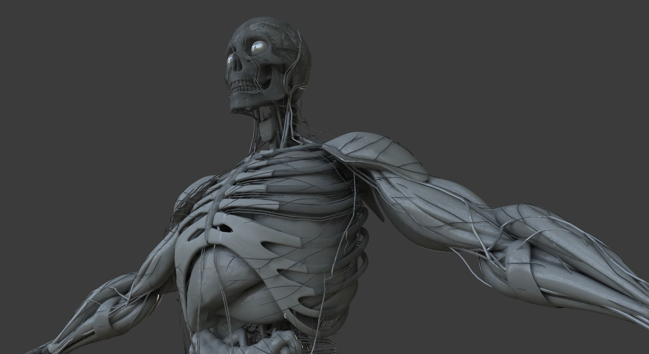 Male and Female Ultimate Anatomy Project 3D model_38