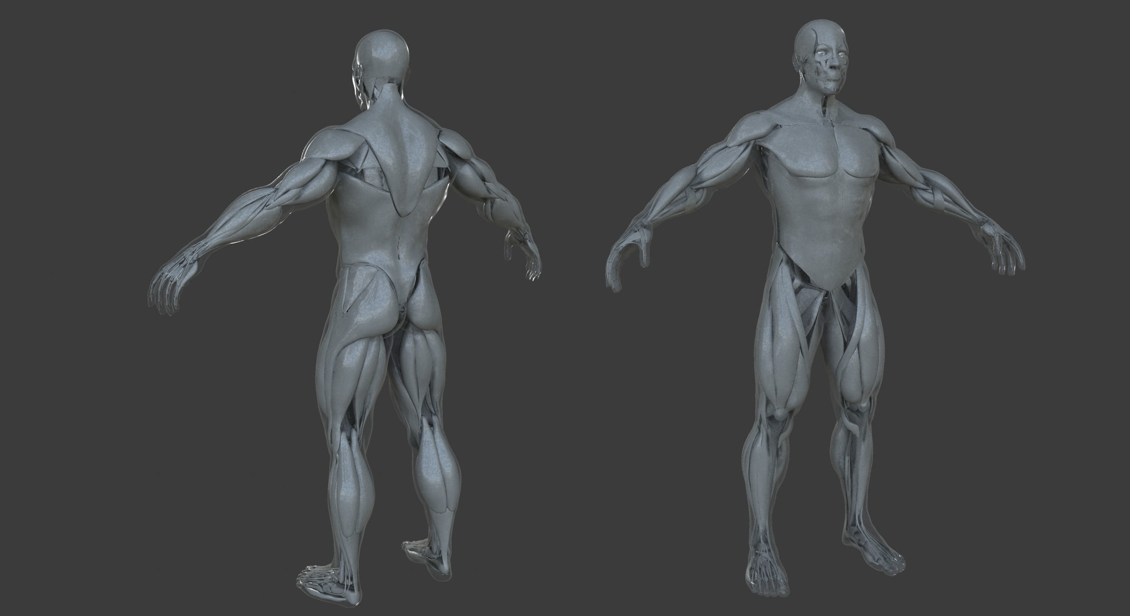 Male and Female Ultimate Anatomy Project 3D model_6
