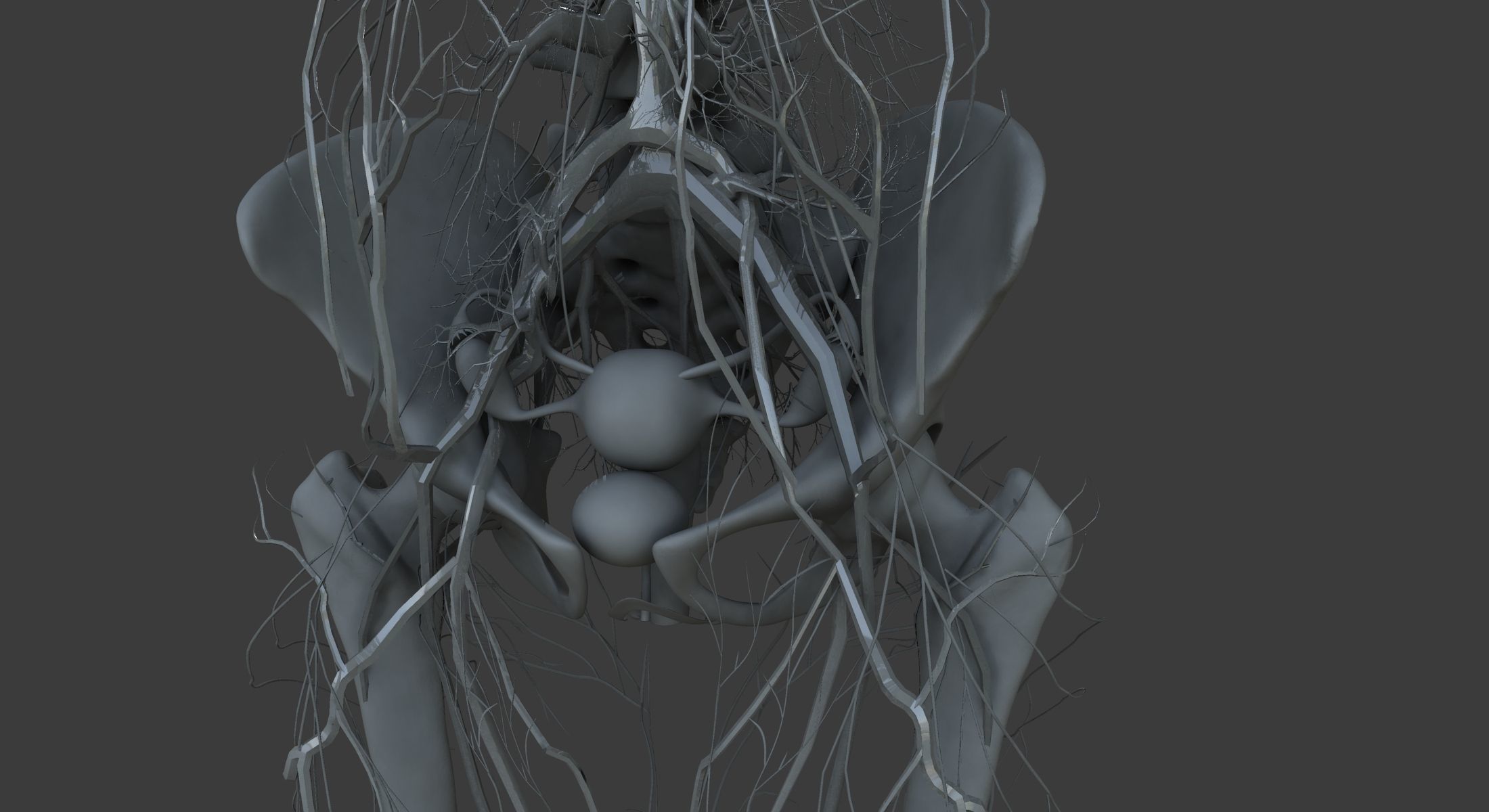 Male and Female Ultimate Anatomy Project 3D model_16
