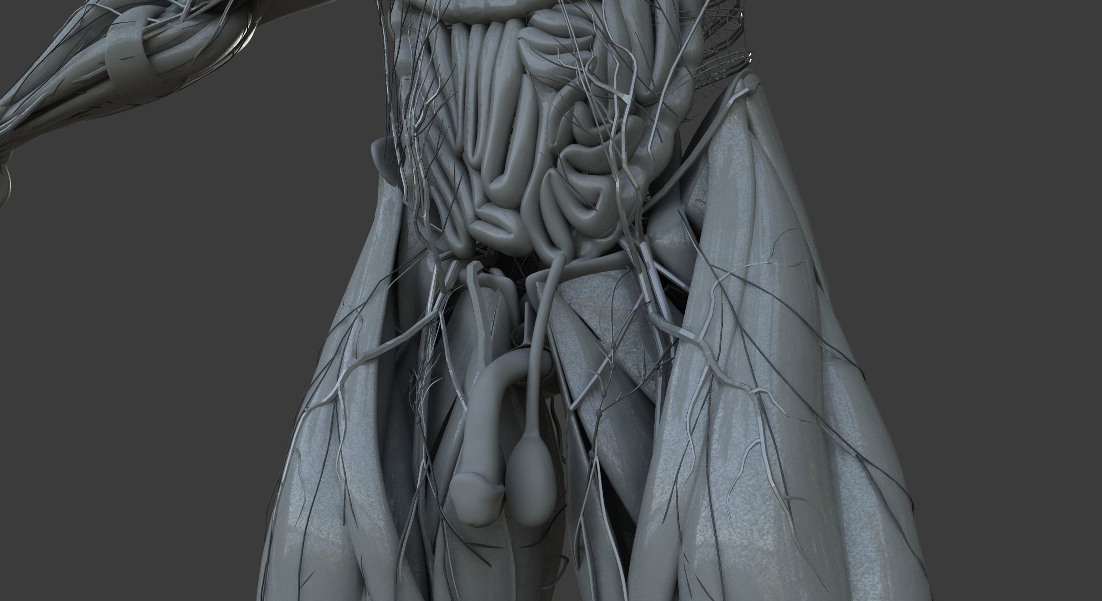 Male and Female Ultimate Anatomy Project 3D model_43