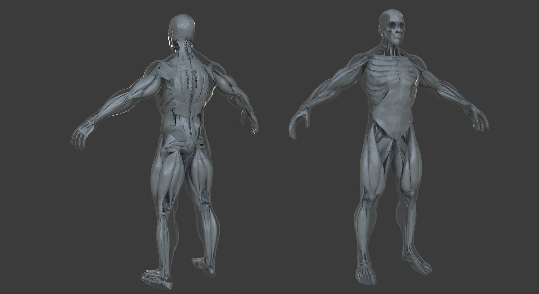 Male and Female Ultimate Anatomy Project 3D model_8