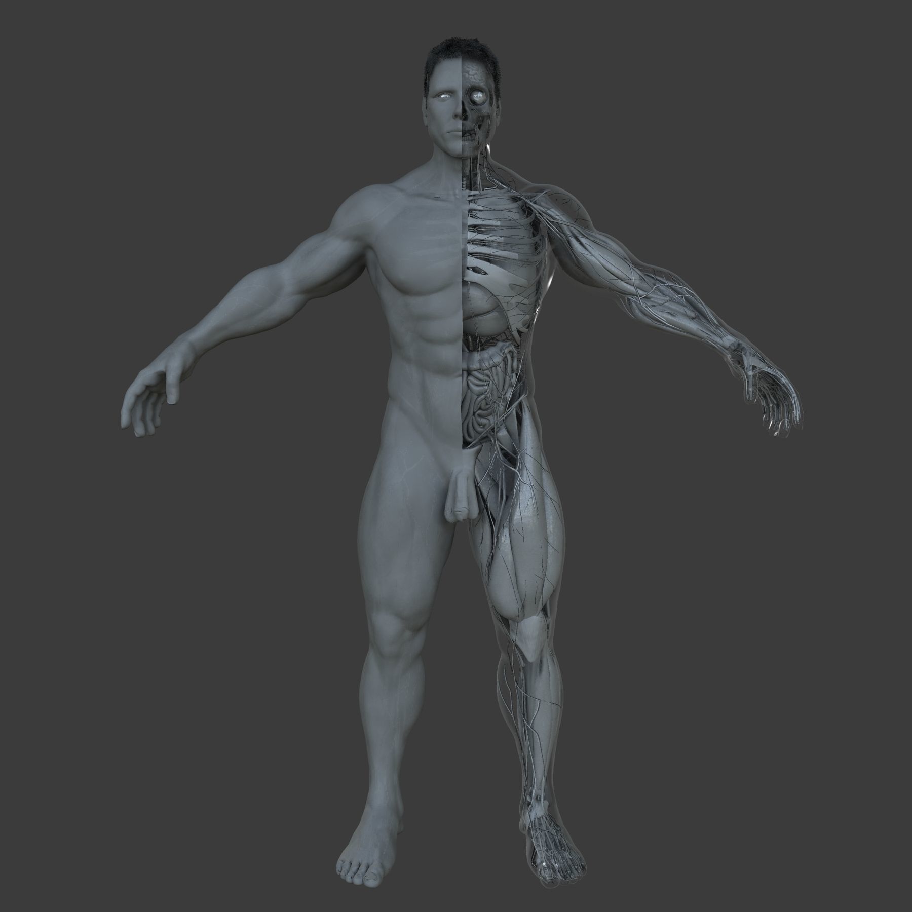 Male and Female Ultimate Anatomy Project 3D model_13
