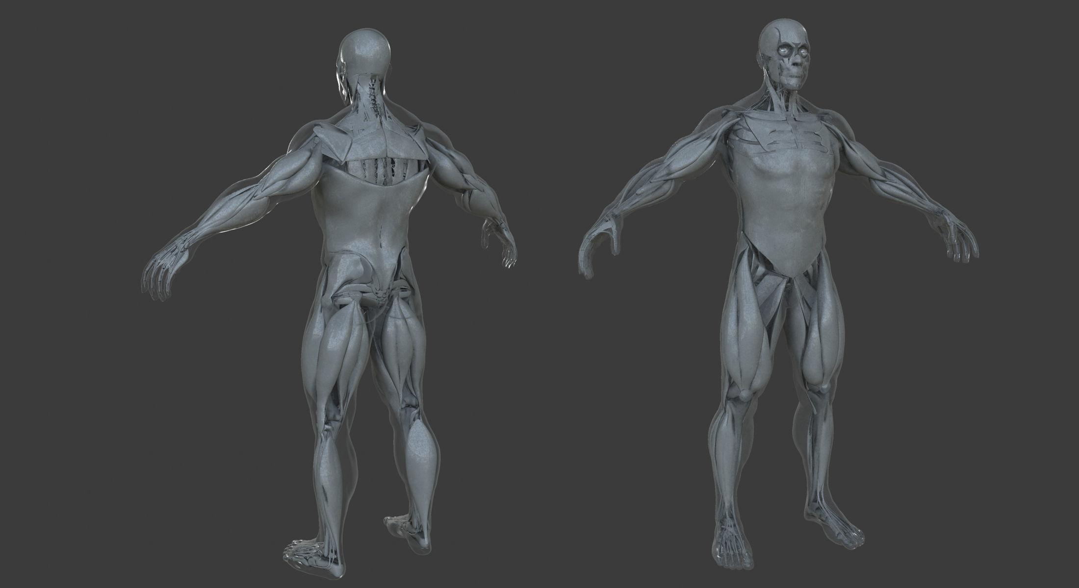 Male and Female Ultimate Anatomy Project 3D model_7