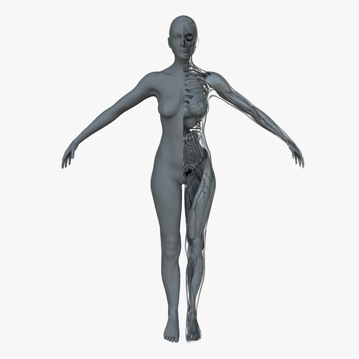Male and Female Ultimate Anatomy Project 3D model_3