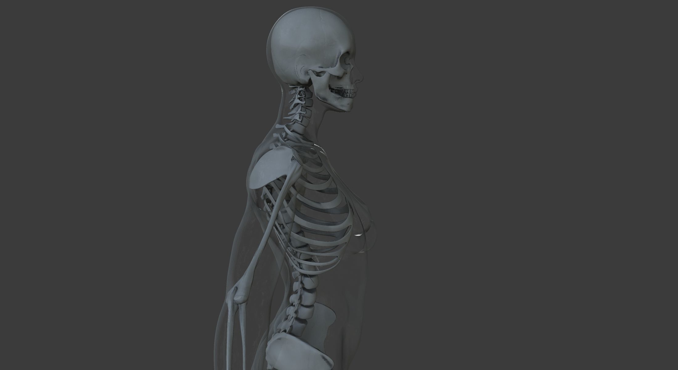 Male and Female Ultimate Anatomy Project 3D model_22