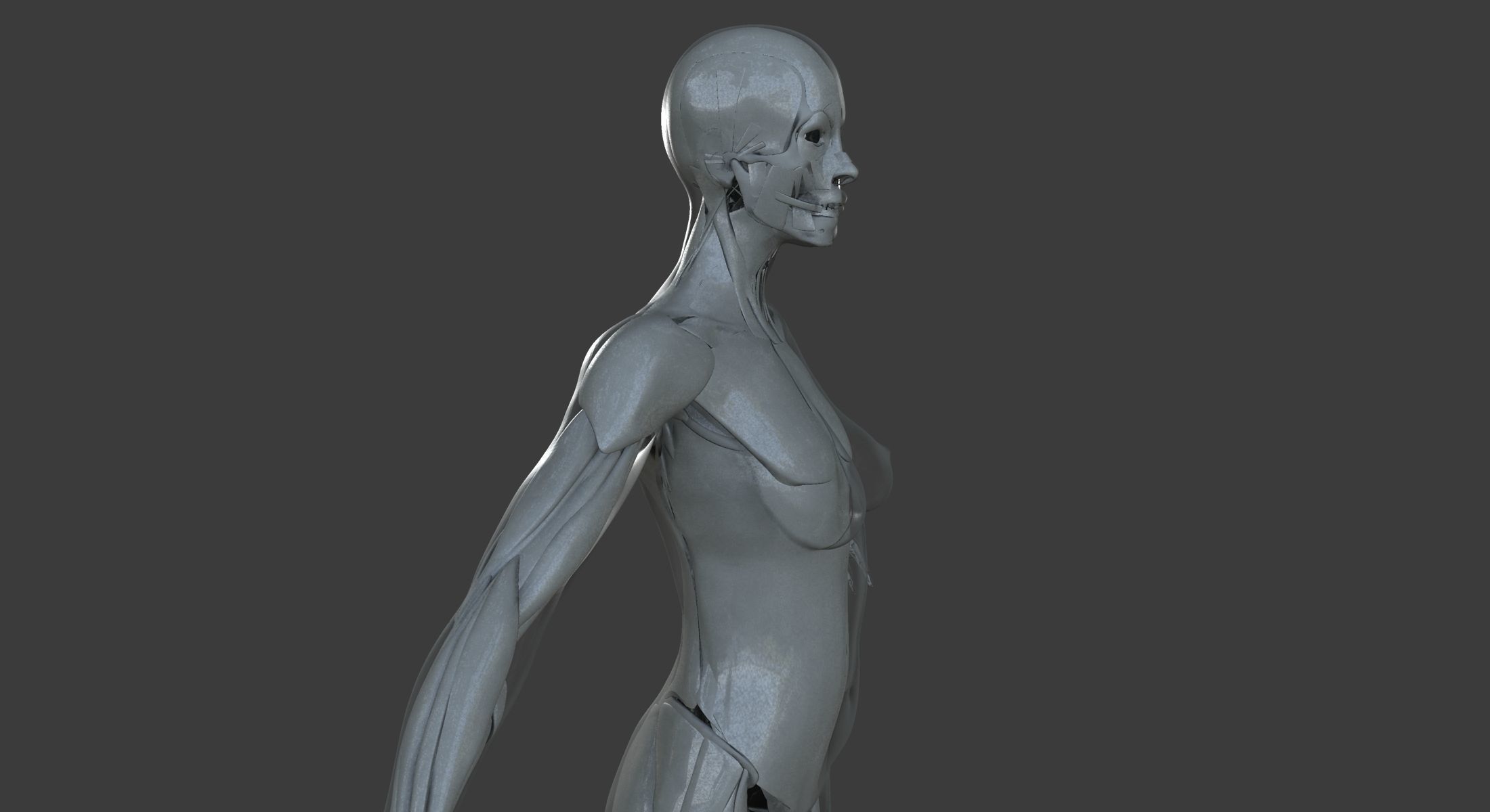 Male and Female Ultimate Anatomy Project 3D model_25