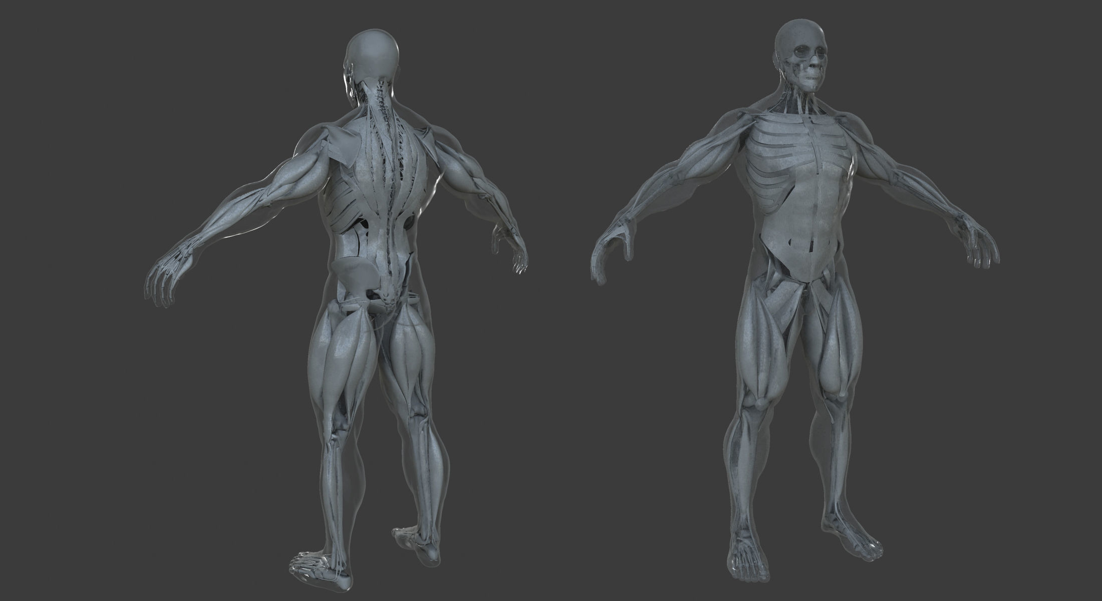 Male and Female Ultimate Anatomy Project 3D model_9