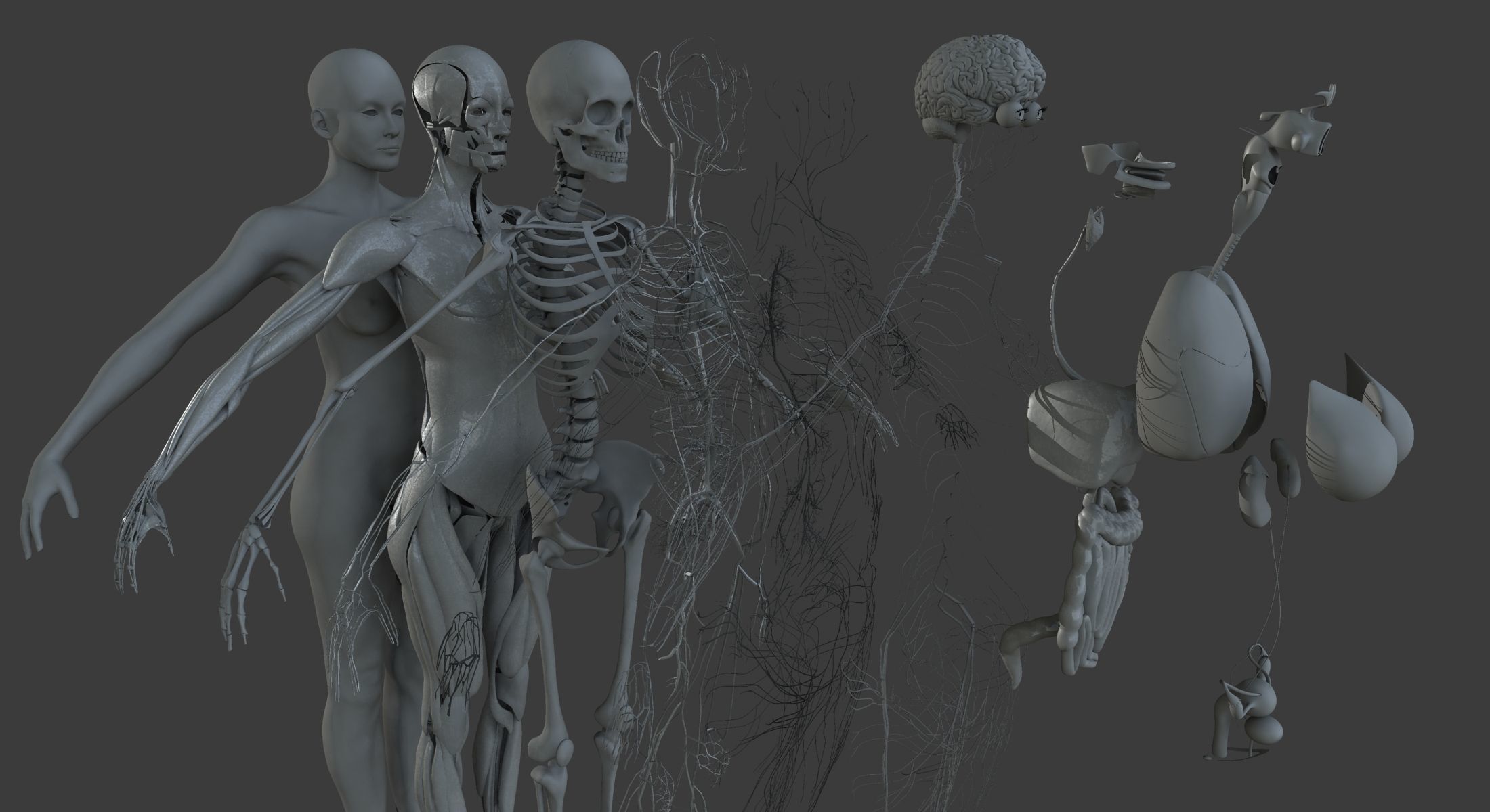 Male and Female Ultimate Anatomy Project 3D model_5