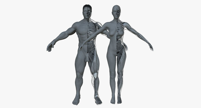 Male and Female Ultimate Anatomy Project 3D model