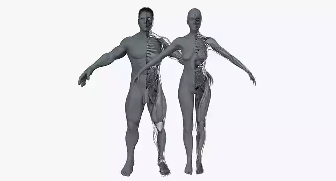 Male and Female Ultimate Anatomy Project 3D model