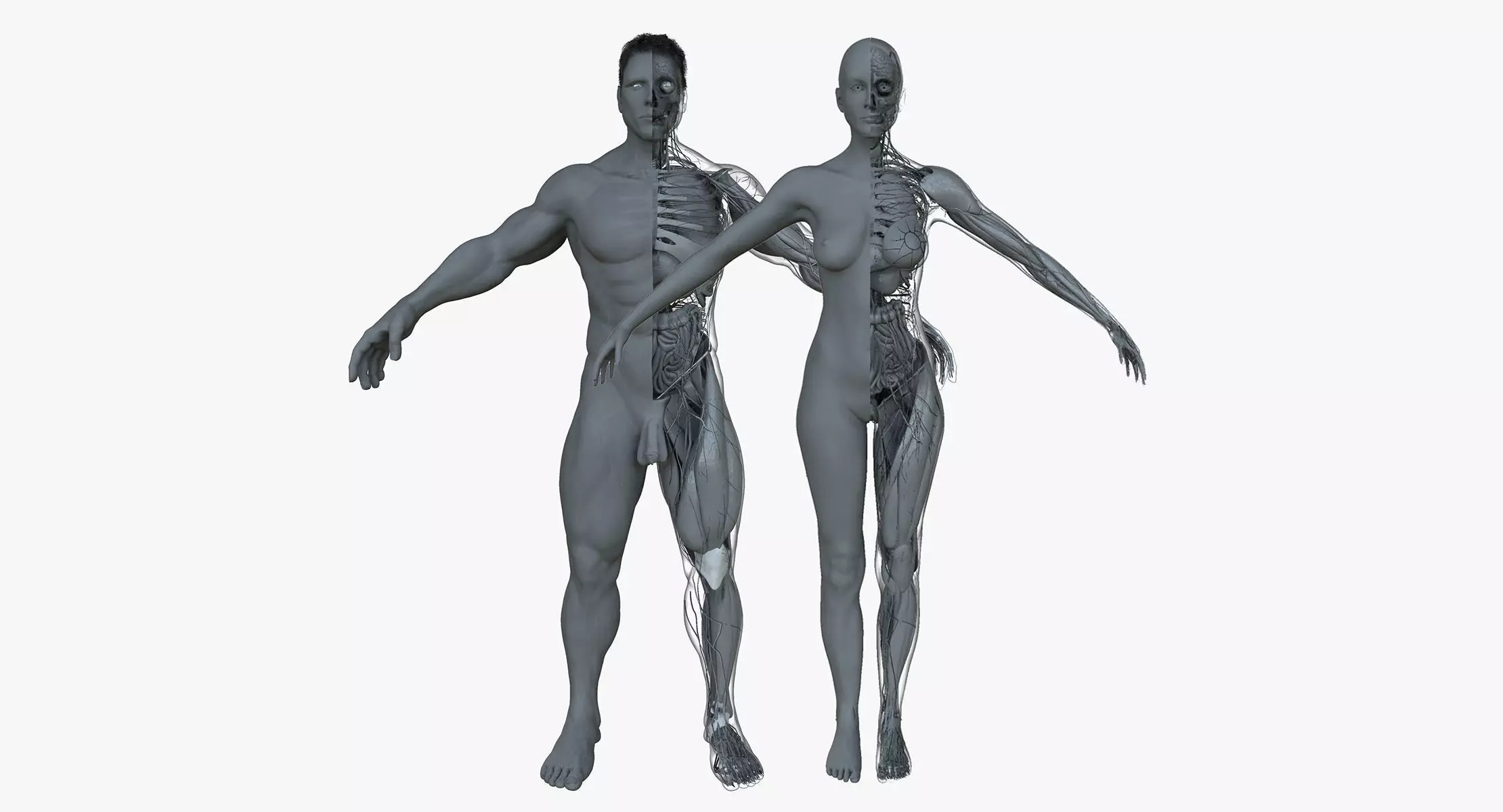 Male and Female Ultimate Anatomy Project 3D model_0