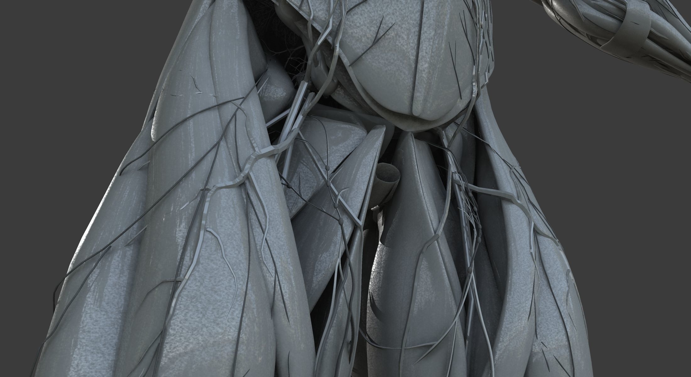 Male and Female Ultimate Anatomy Project 3D model_42