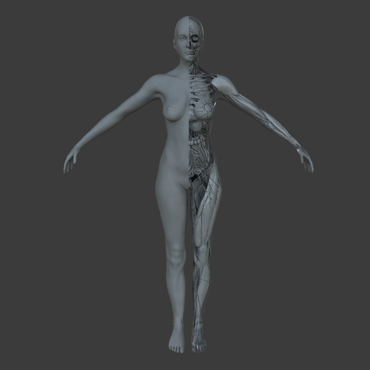 Male and Female Ultimate Anatomy Project 3D model_14