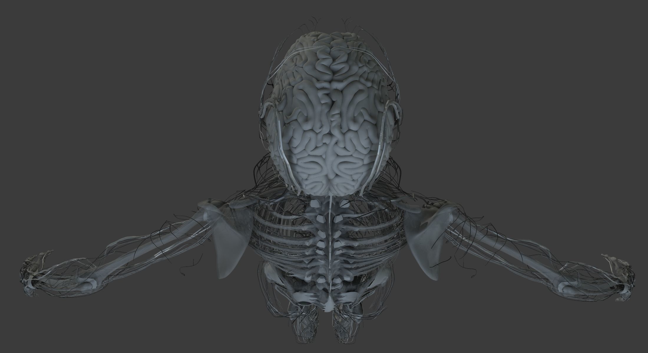 Male and Female Ultimate Anatomy Project 3D model_46