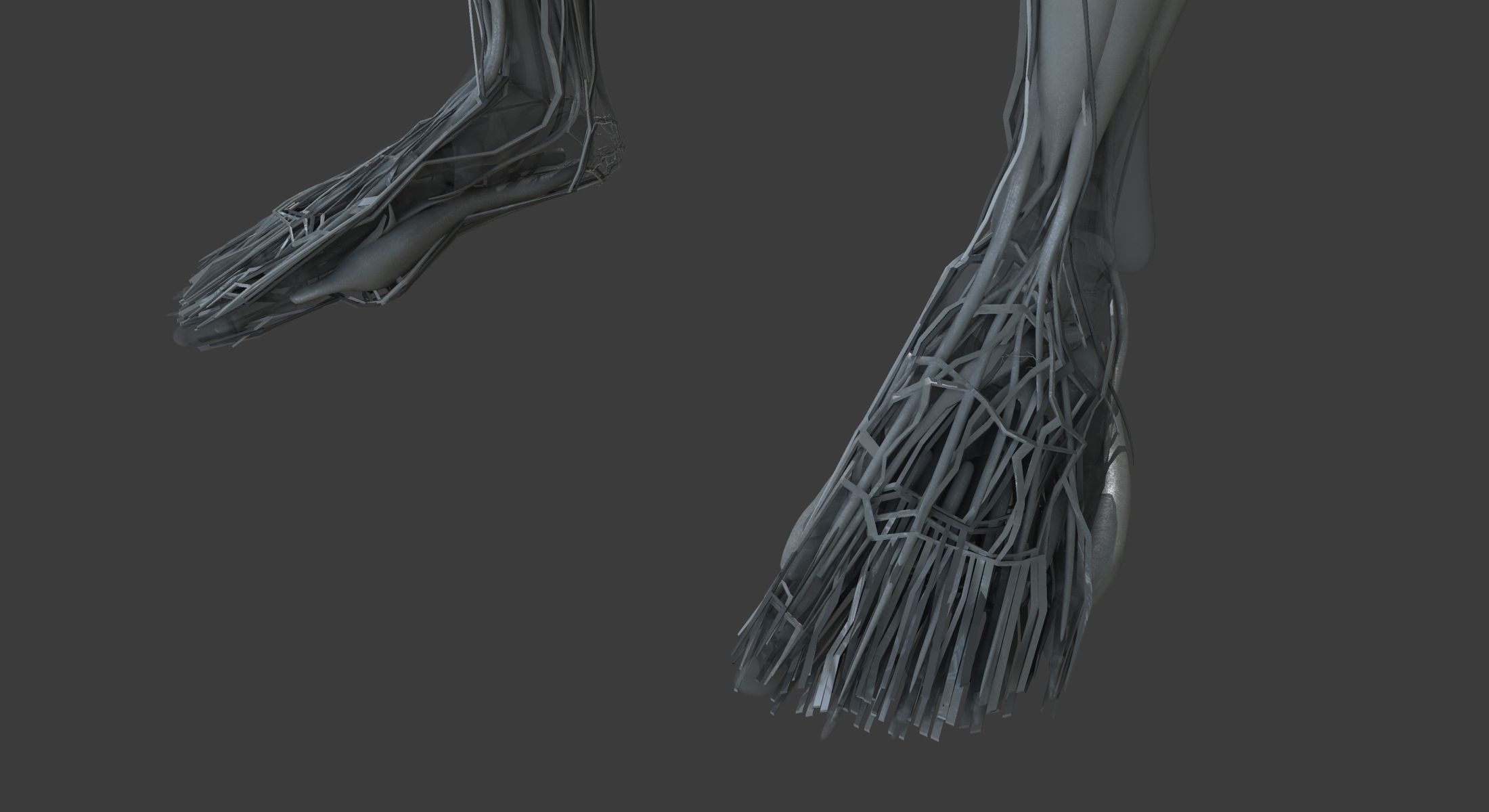 Male and Female Ultimate Anatomy Project 3D model_36