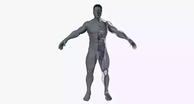 Ultimate Male Anatomy Project