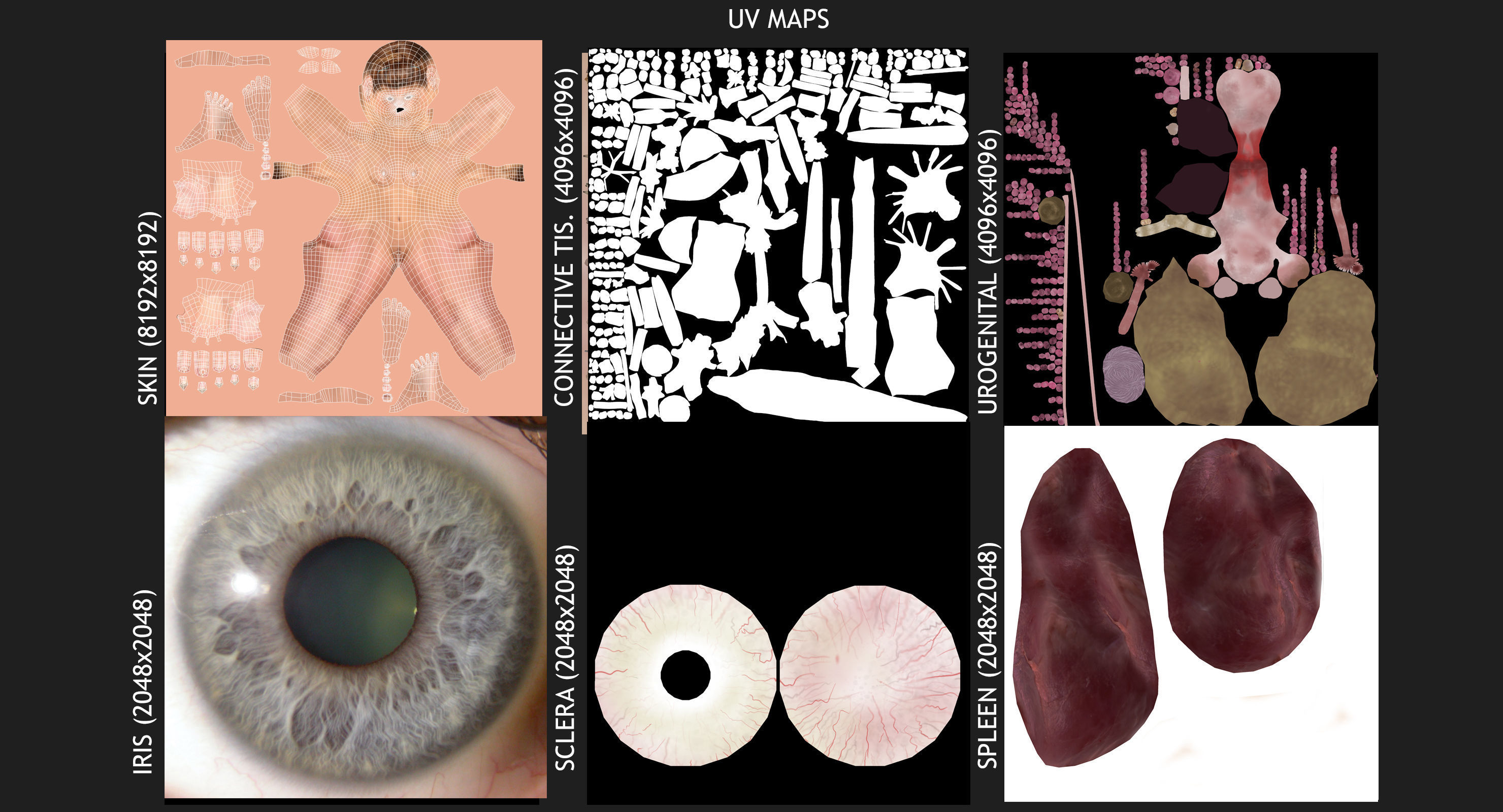 Ultimate Complete Female Body Anatomy 3DSmax 3D model_45