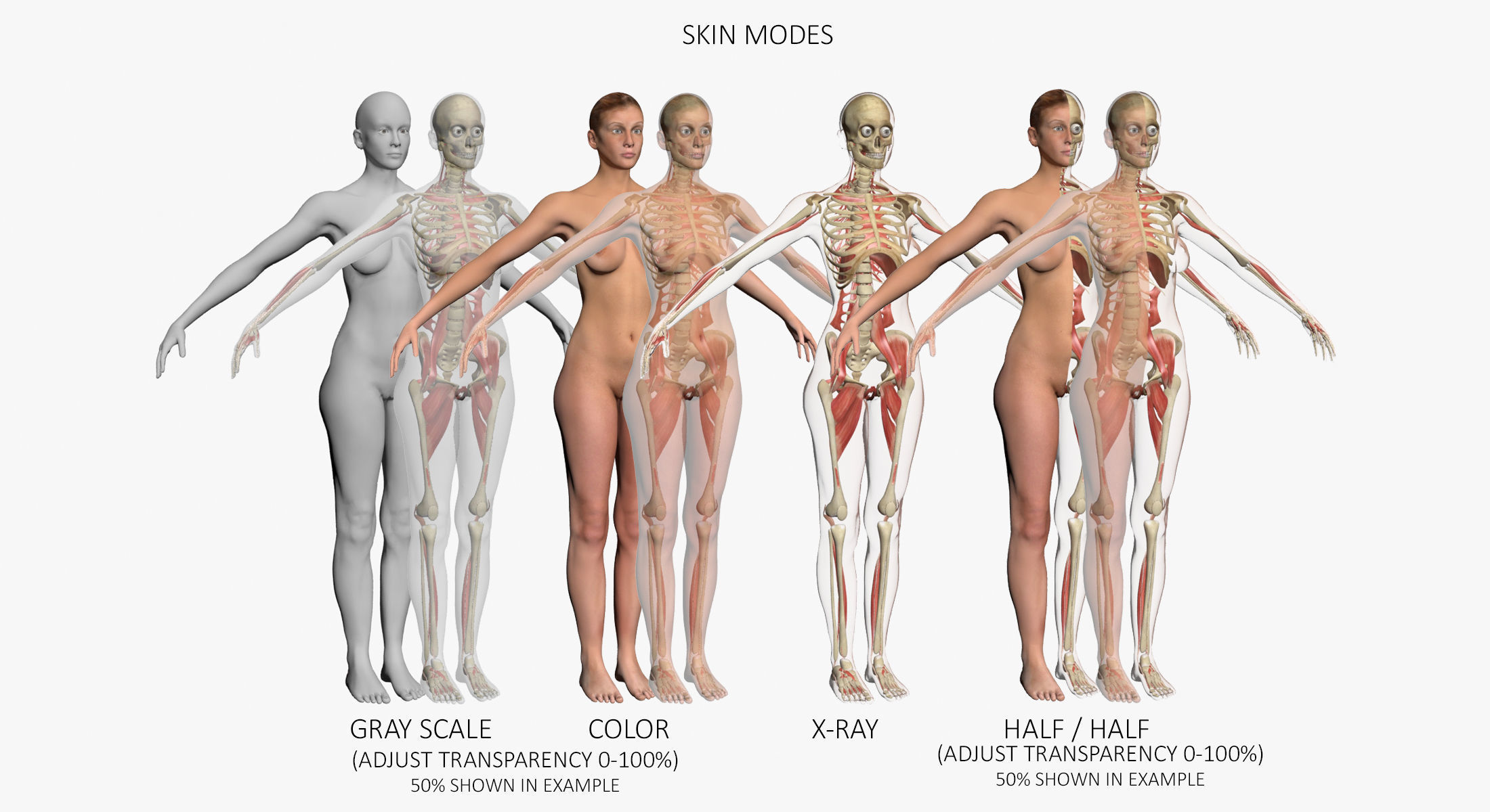 Ultimate Complete Female Body Anatomy 3DSmax 3D model_7